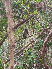 Strix virgata