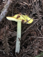 Hygrocybe
