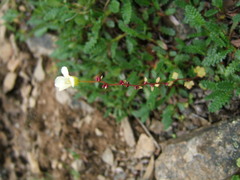 Saxifraga cernua