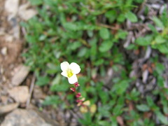 Saxifraga cernua