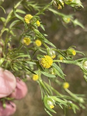 Triptilodiscus pygmaeus