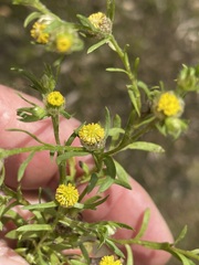 Triptilodiscus pygmaeus