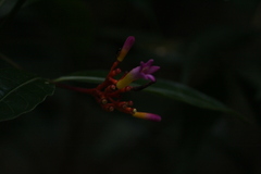 Palicourea marcgravii