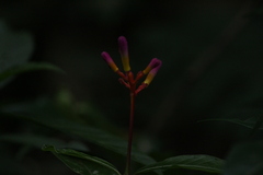 Palicourea marcgravii
