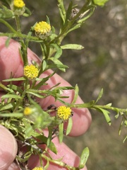 Triptilodiscus pygmaeus