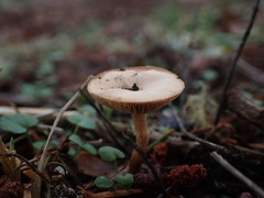 Lactarius occidentalis