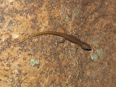 Saproscincus spectabilis