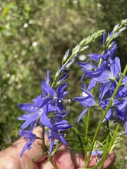 Veronica arenaria