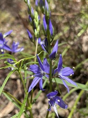 Veronica arenaria