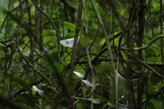 Myiothlypis leucoblephara