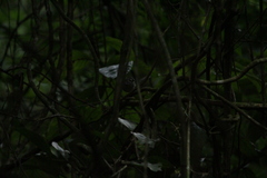 Myiothlypis leucoblephara