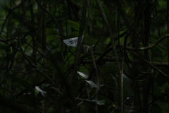 Myiothlypis leucoblephara