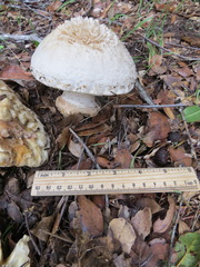 Amanita magniverrucata