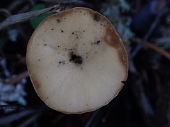 Lactarius occidentalis