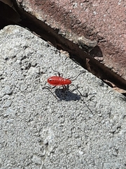 Probergrothius nigricornis