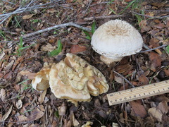 Amanita magniverrucata