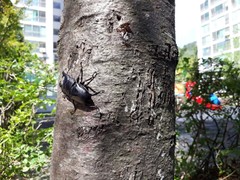 Serrognathus titanus castanicolor