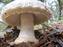 Amanita magniverrucata