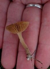 Lactarius occidentalis