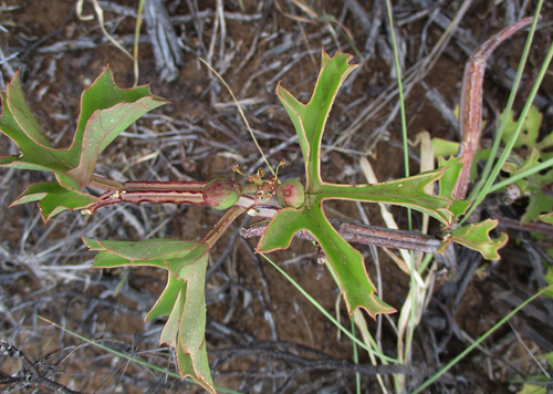 Cissus cactiformis image