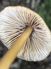 Entoloma formosum