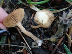 Lactarius occidentalis