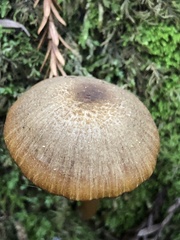 Entoloma formosum