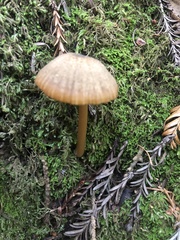 Entoloma formosum