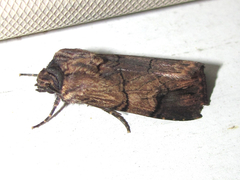 Dichagyris grotei