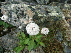 Valeriana capitata