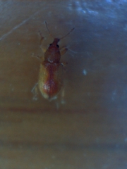 Neomycta pulicaris
