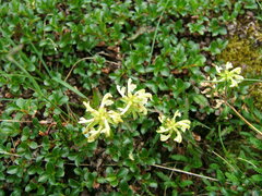 Pedicularis lapponica