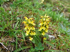 Pedicularis oederi