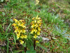 Pedicularis oederi
