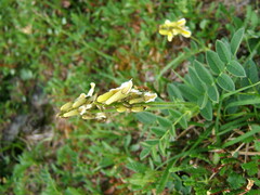 Astragalus umbellatus