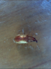 Neomycta pulicaris
