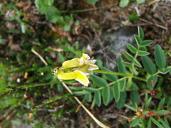 Astragalus umbellatus
