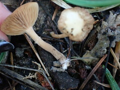 Lactarius occidentalis