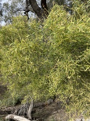 Acacia oswaldii