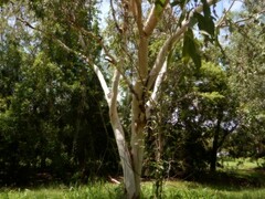 Corymbia bella