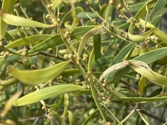 Acacia oswaldii