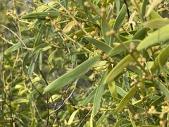 Acacia oswaldii