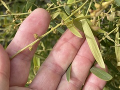 Acacia oswaldii