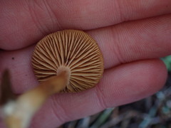 Lactarius occidentalis