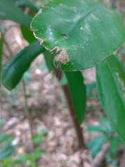 Armigeres subalbatus