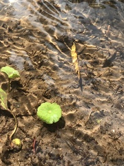 Hydrocotyle