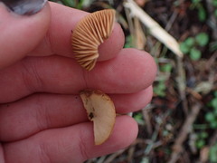 Lactarius occidentalis