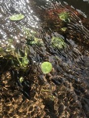 Hydrocotyle
