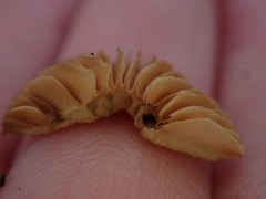 Lactarius occidentalis