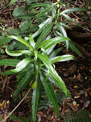 Melicytus lanceolatus
